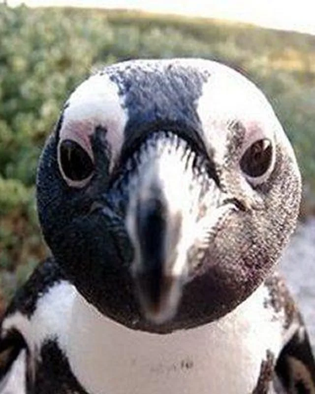 pngwn's penguin profile avatar.